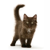 Chocolate Persian-cross kitten