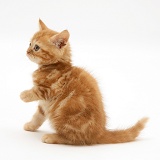 Red tabby kitten