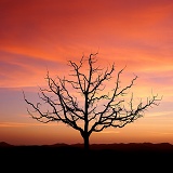 Apple tree silhouette