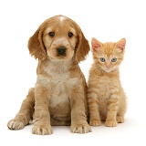 Golden Cocker Spaniel puppy and ginger kitten