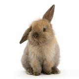 Young brown Lop rabbit