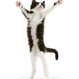 Black-and-white kitten reaching out