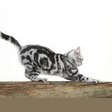 Silver tabby cat stropping on a fence
