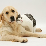 Cat and Golden Retriever