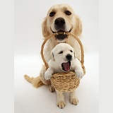Golden Retriever with a puppy in a basket