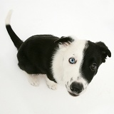 Black-and-white Border Collie looking up