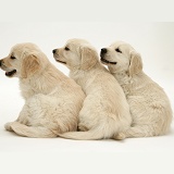 Golden Retriever pups looking to the side