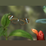 Glasswing Butterfly