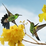 Copper-rumped Hummingbirds