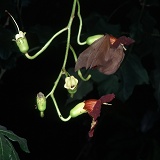 Gambian fruit bat