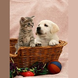 Kitten and puppy in a basket
