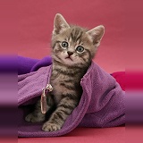 Tabby kitten in child's fleece