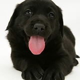 Black Goldador Retriever pup, panting