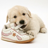 Golden Retriever pup chewing a child's shoe