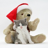Grey-and-white kitten and teddy bear