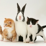 Kittens with blue Dutch buck rabbit