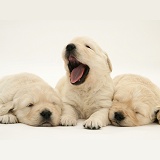 Sleepy Golden Retriever pups