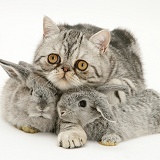 Baby rabbits with Exotic cat