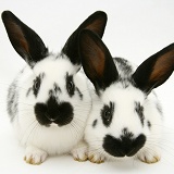 Young English spotted rabbits