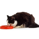 Black-and-white cat eating from a bowl