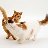 Calico and ginger cats sniffing one another in greeting