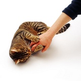 Cat holding and scratching a person
