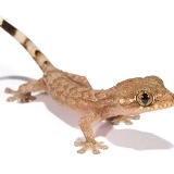 Trinidad house gecko recently hatched