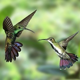 Black-throated Mango Hummingbirds