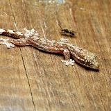 Trinidad house gecko, immature