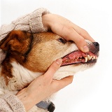 Examining the teeth and gums of a Border Collie
