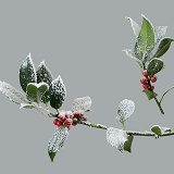 'Frosted' holly