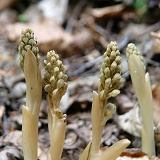 Bird's nest Orchids