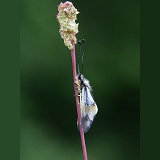 Ascalaphid at rest