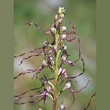 Adriatic Lizard orchid flower
