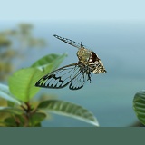 Tropical cicada in flight