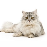 Chinchilla Persian cat