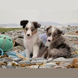 Sheltie pups on a beach
