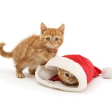 Ginger kittens playing with a Santa hat