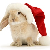 Rabbit in a Santa hat