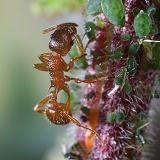Red Ants and Nettle Aphids