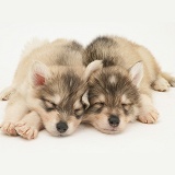 Sleepy Utonagan puppies