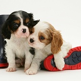 King Charles pups and wellies