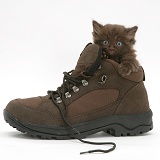 Chocolate kitten in a shoe