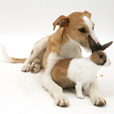 Lurcher with fawn Dutch rabbit