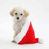 Poodle sitting in a Father Christmas hat