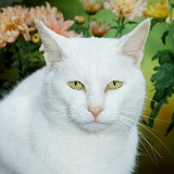 White Russian Blue-cross female cat