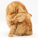 Red tabby British Shorthair cat washing her face
