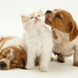 Kitten with spaniel pups