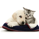 Yellow Goldador pup and tabby kitten in a knitted slipper