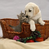 Labrador pup and tabby kitten
